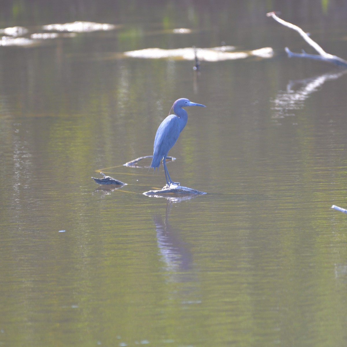 Little Blue Heron - ML437667711