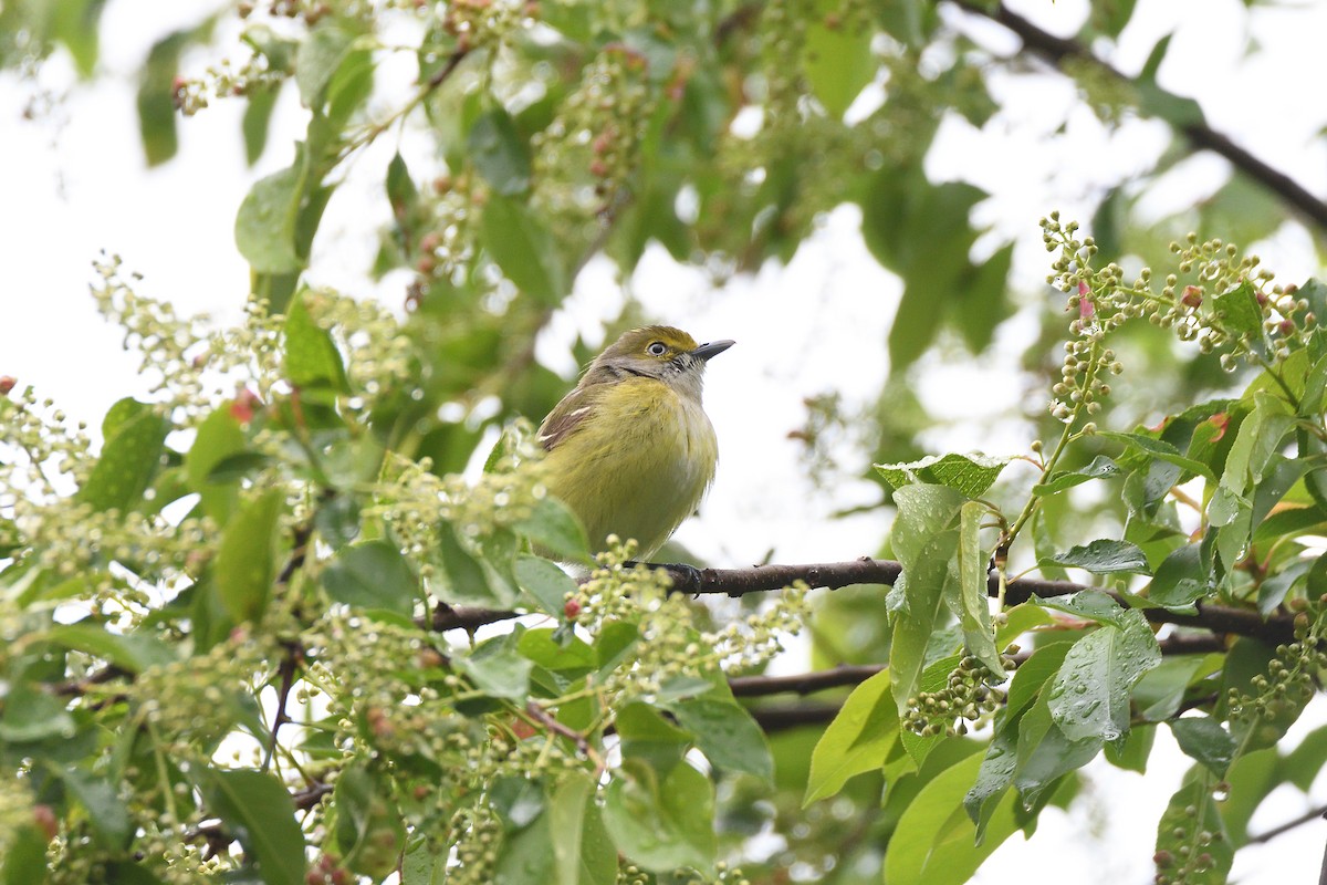 White-eyed Vireo - ML437667811