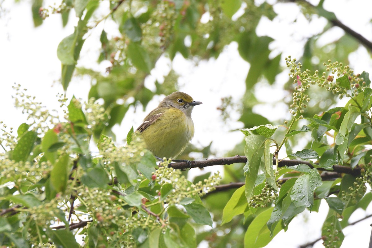 White-eyed Vireo - ML437667821