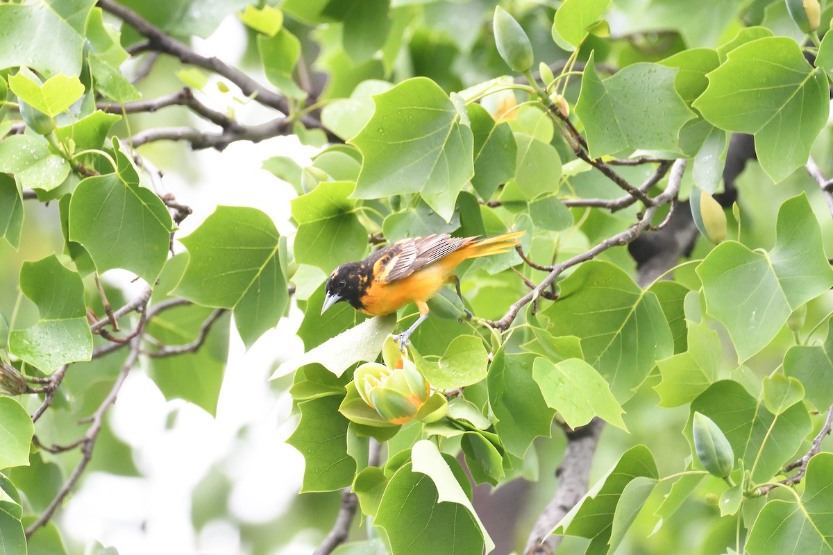 Oriole de Baltimore - ML437668211