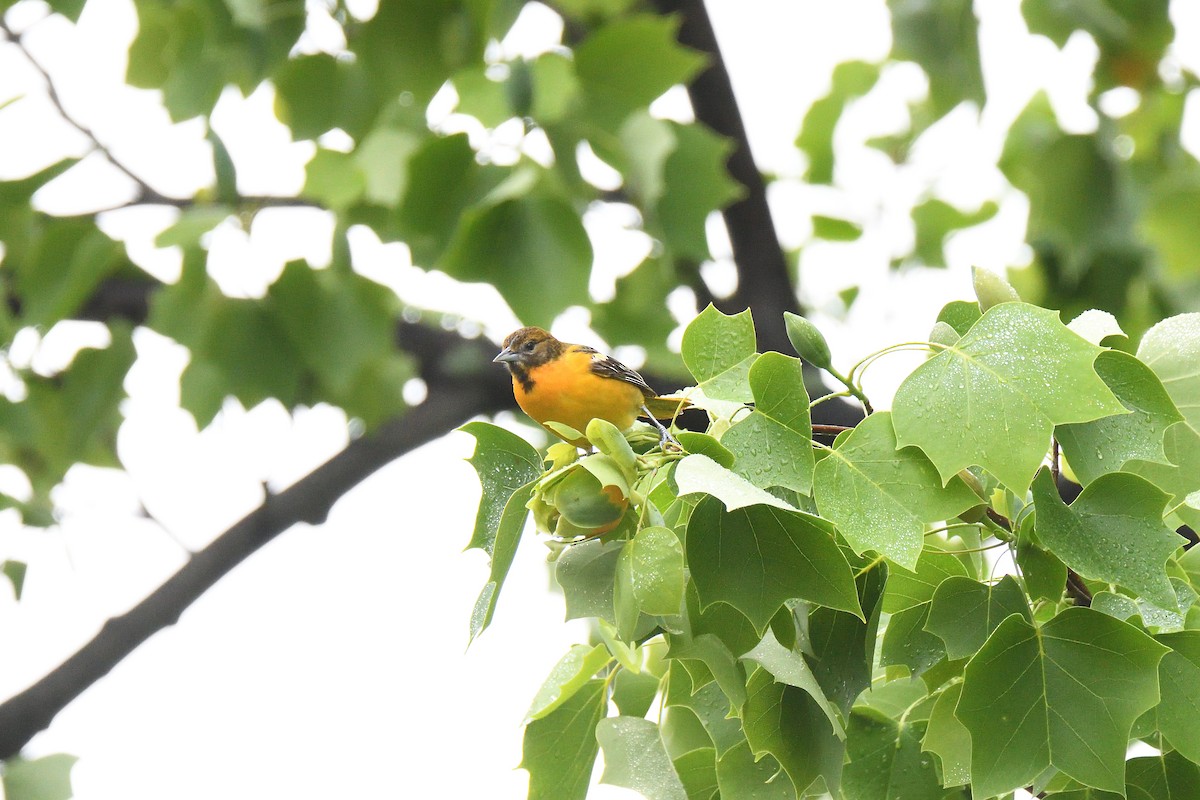 Baltimore Oriole - ML437668241