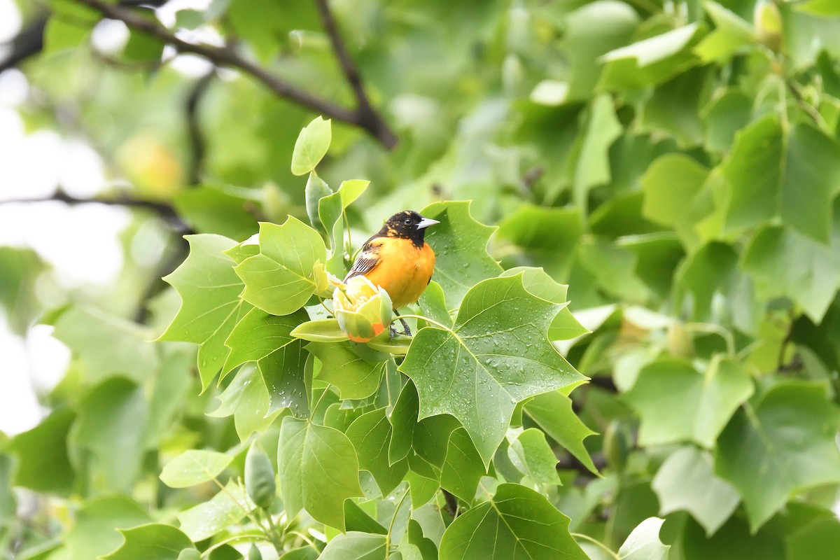 Baltimore Oriole - ML437668251