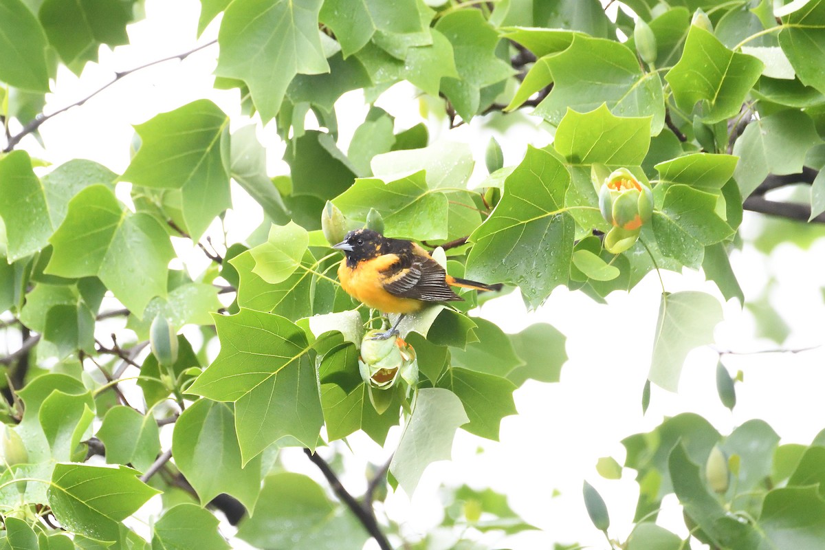 Baltimore Oriole - ML437668261