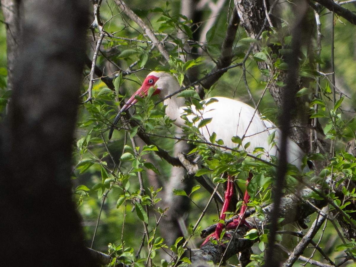 Ibis blanc - ML437668941