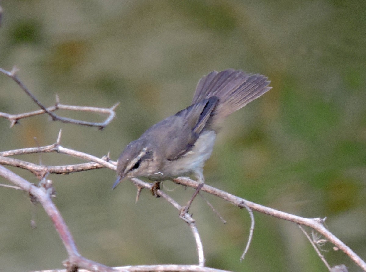 Dusky Warbler - ML43766991