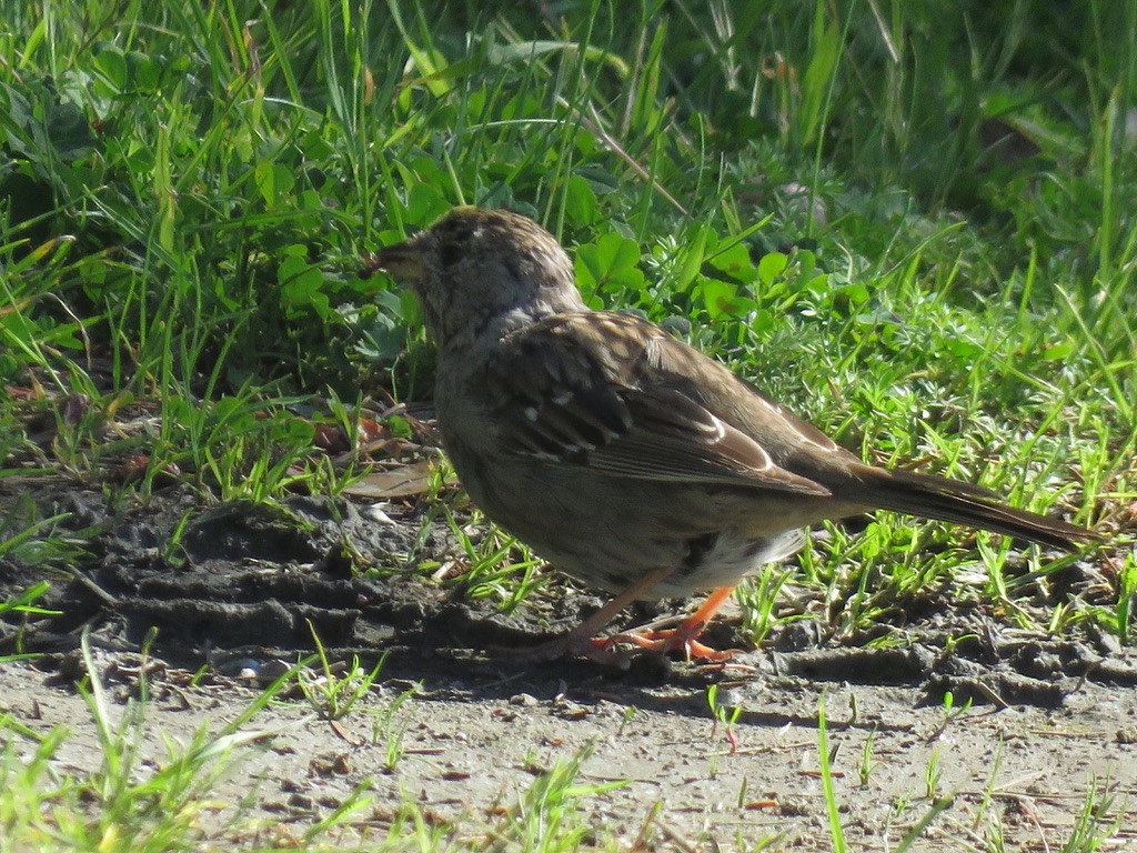Golden-crowned Sparrow - ML437670911