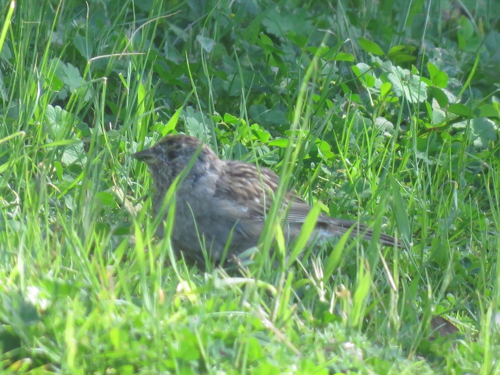 Golden-crowned Sparrow - ML437670921
