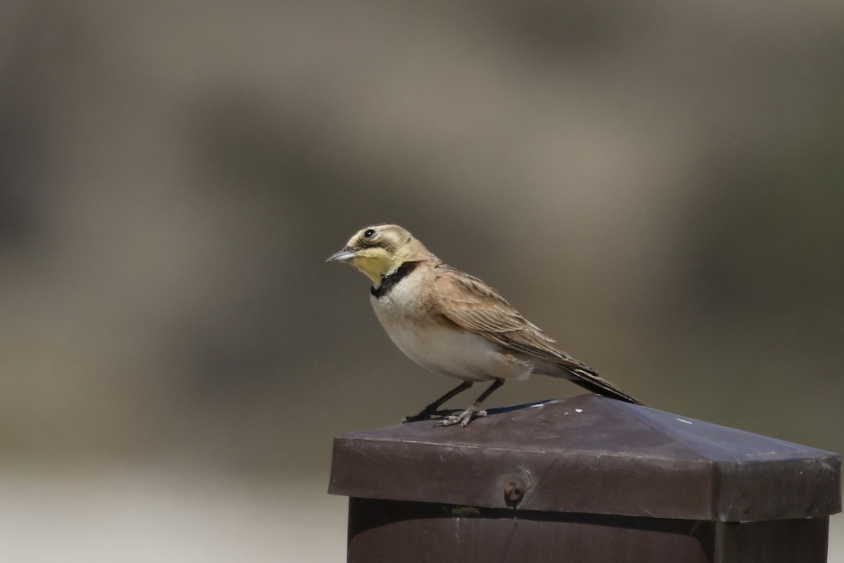 Horned Lark - ML437671071