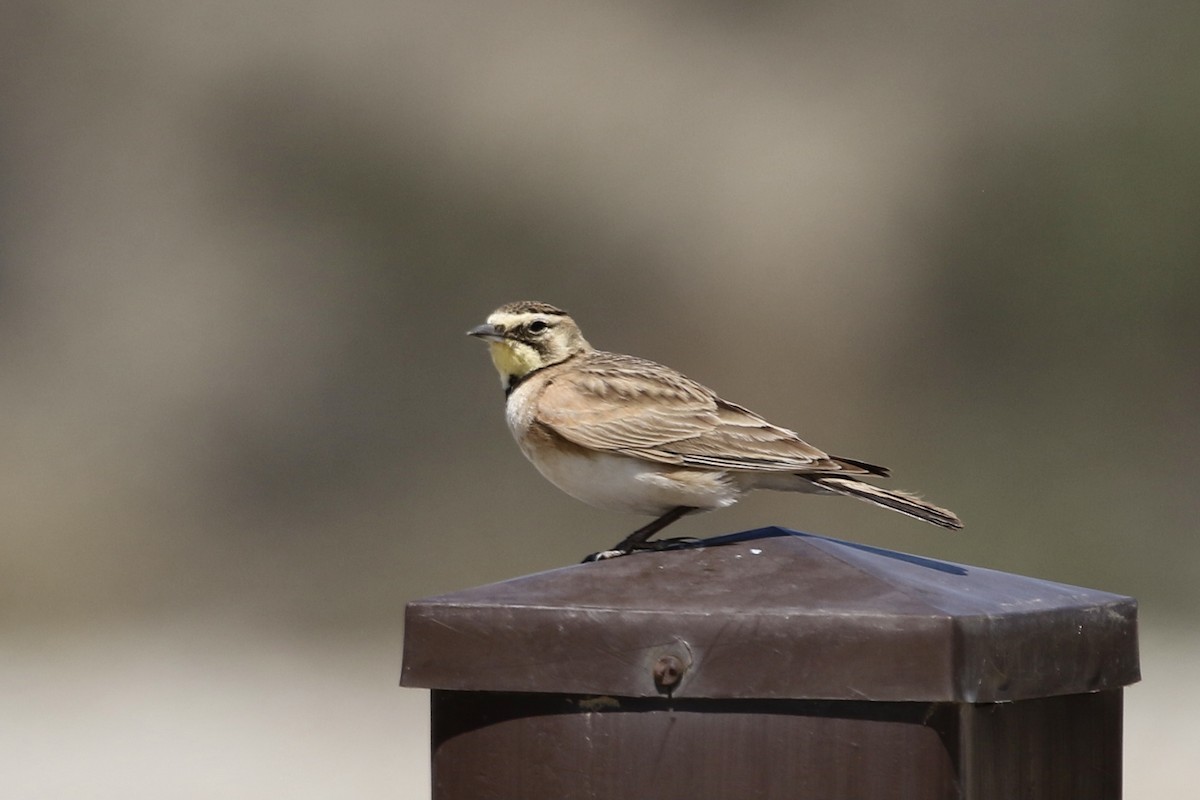 Horned Lark - ML437671091