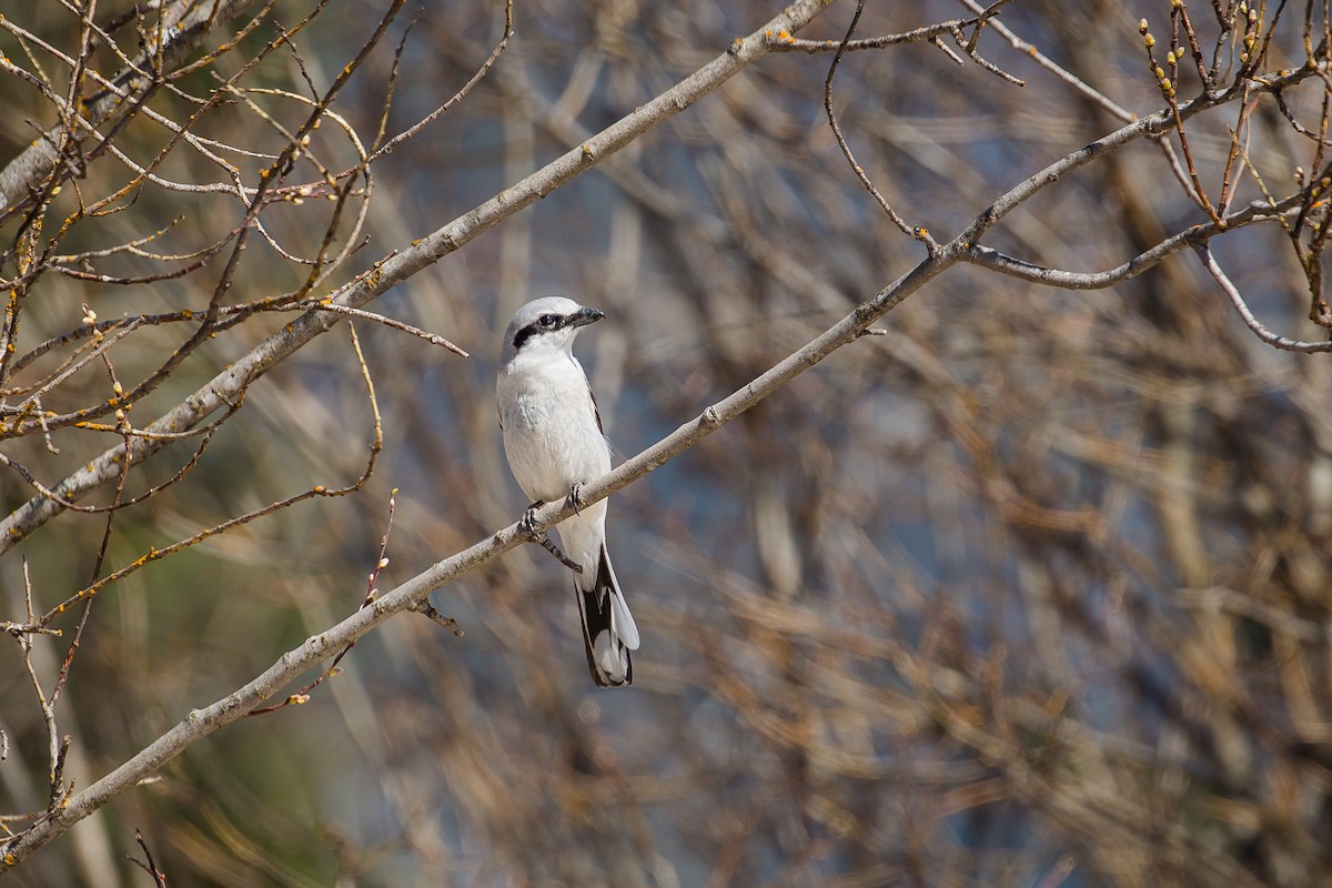 Alcaudón Boreal - ML437671921