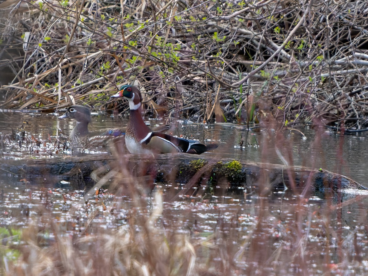 Wood Duck - ML437673331