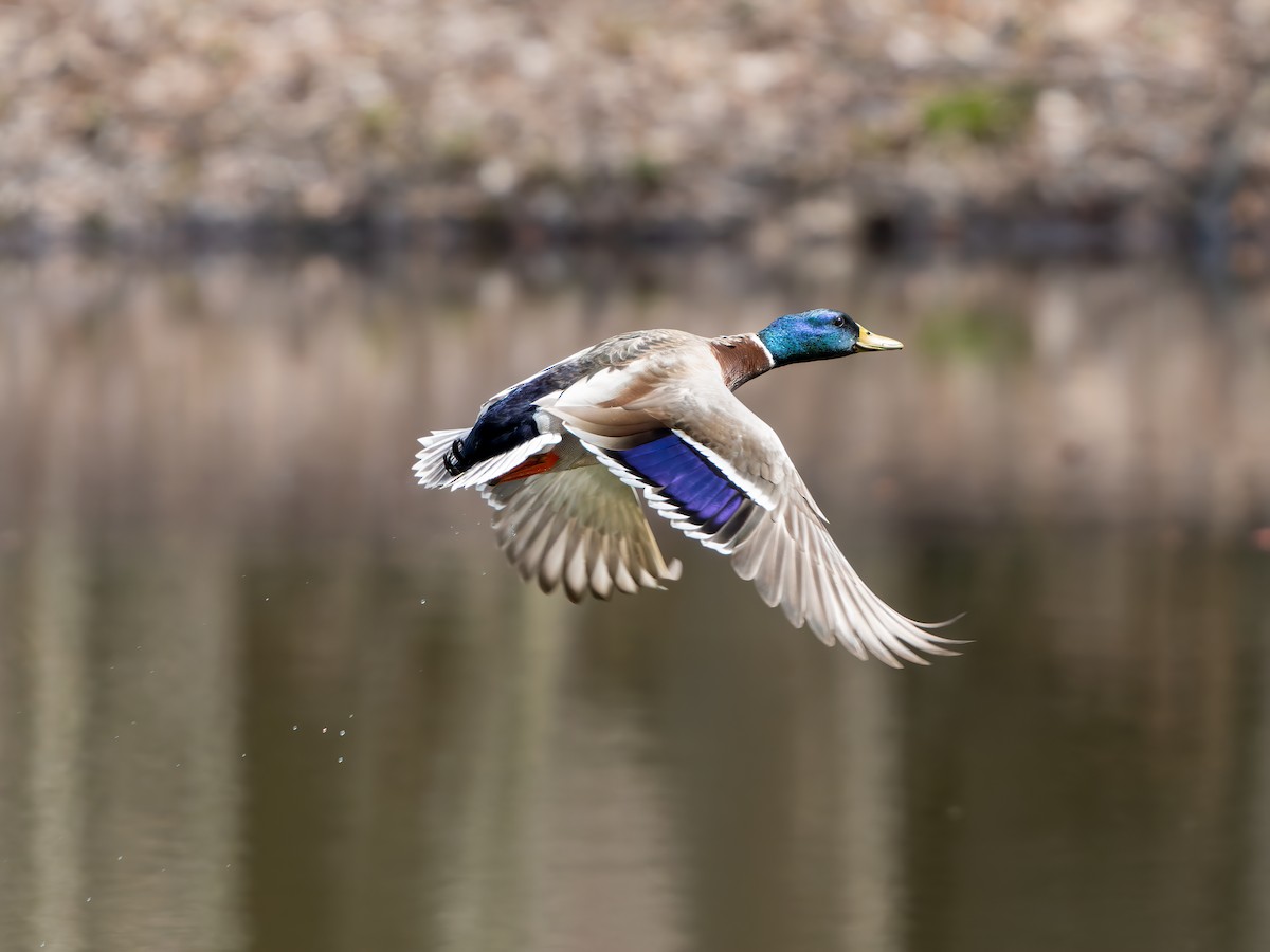 Mallard - ML437673341