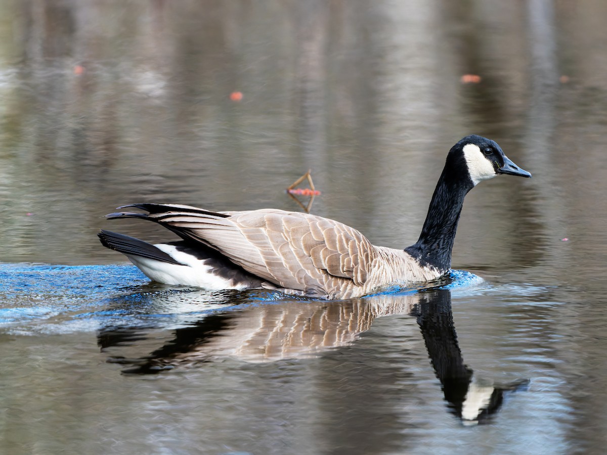 Canada Goose - ML437673451