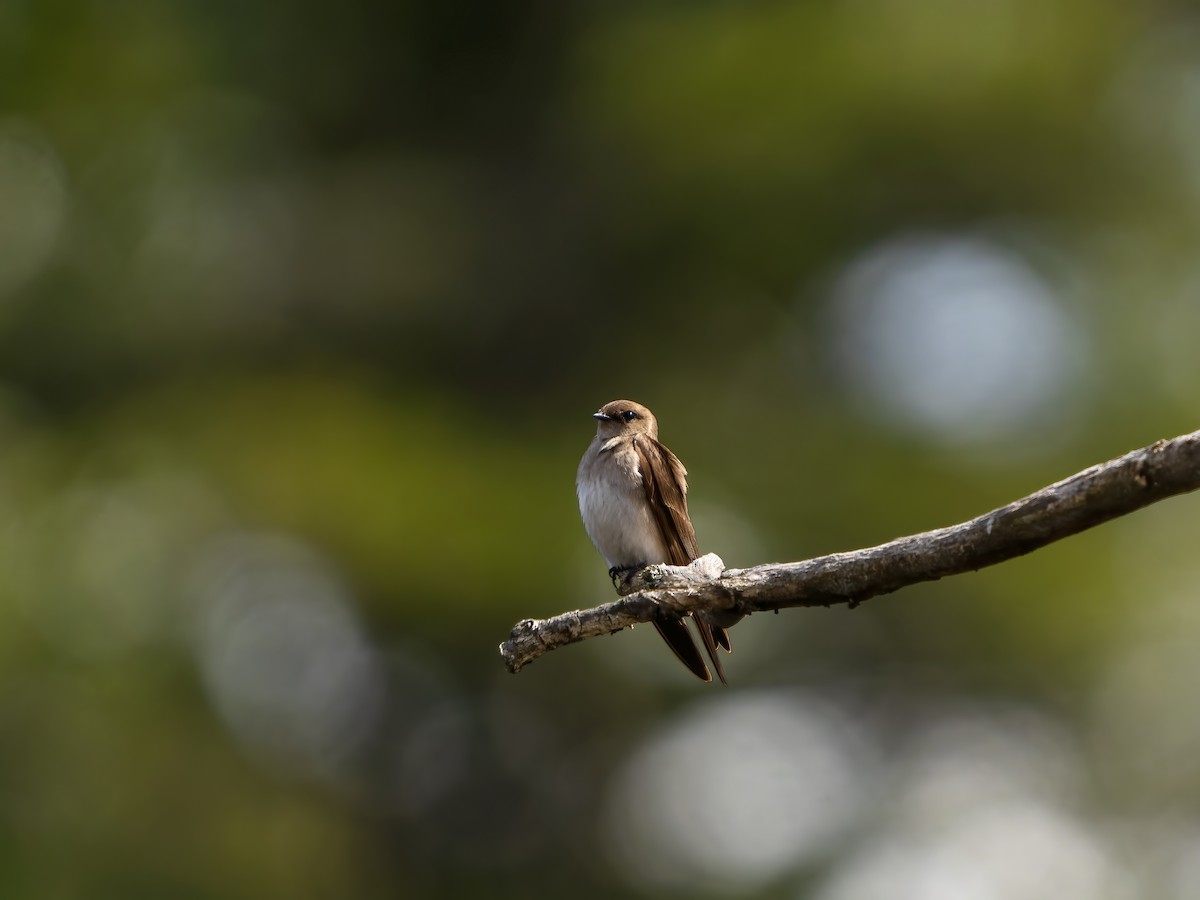 Northern Rough-winged Swallow - ML437673481