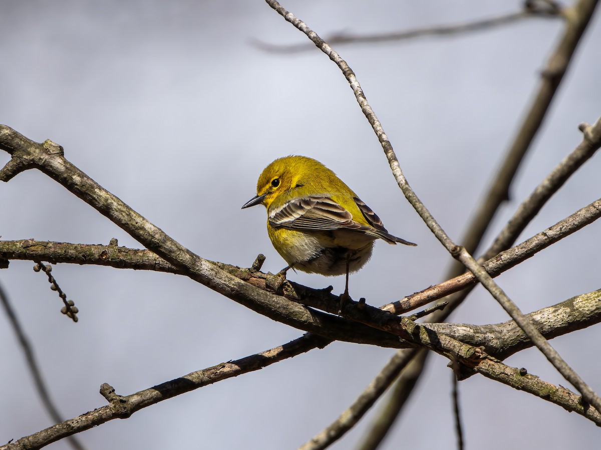 Pine Warbler - ML437673551