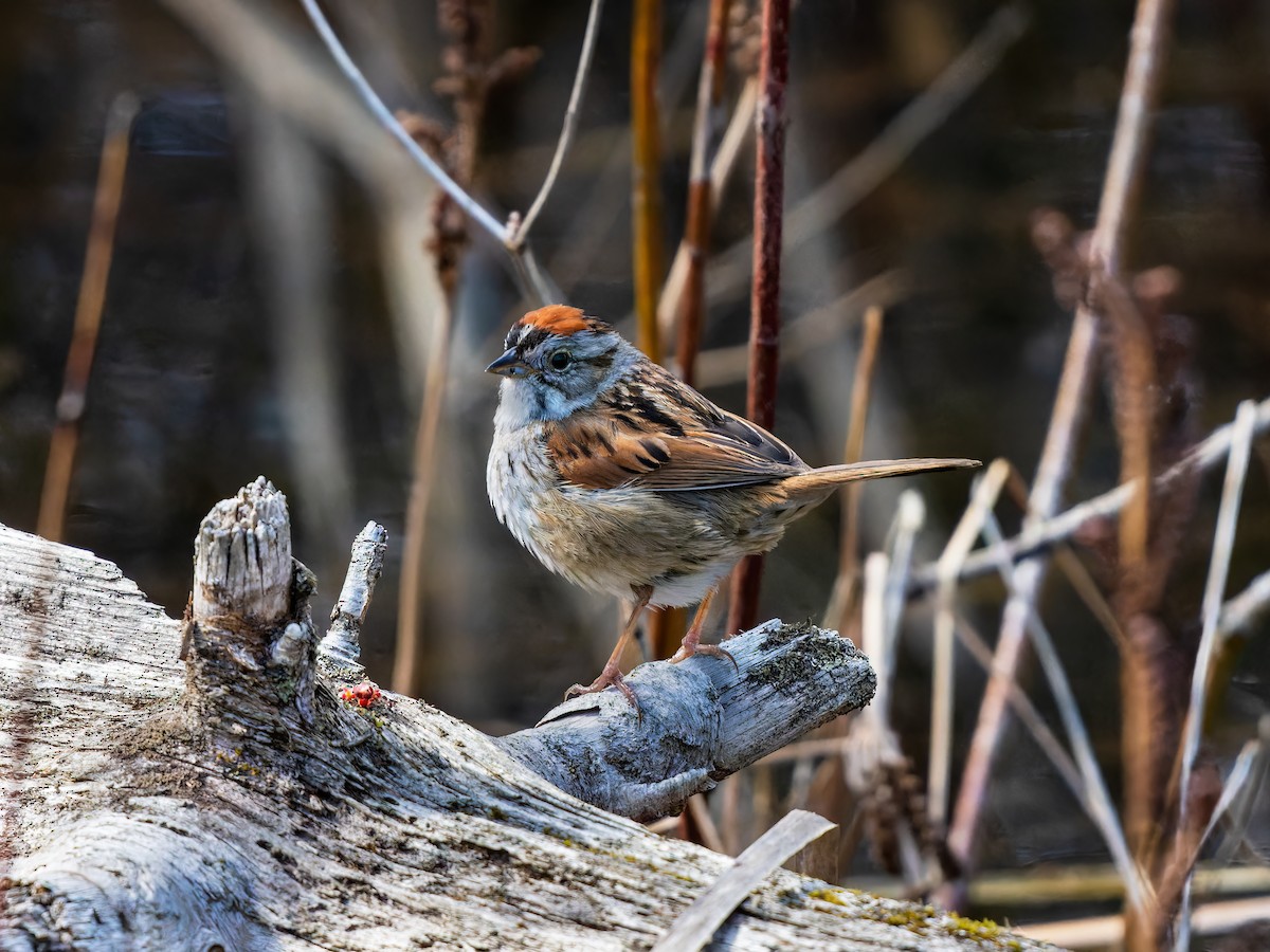 Swamp Sparrow - ML437673701