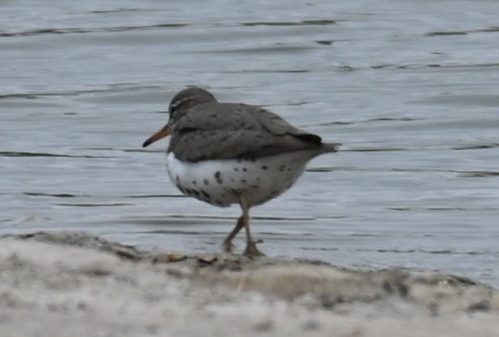 Spotted Sandpiper - ML437674401