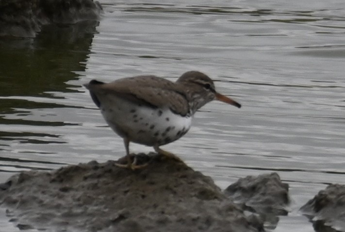 Spotted Sandpiper - ML437674411