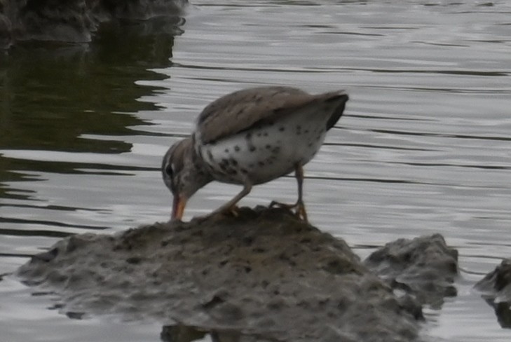 Spotted Sandpiper - ML437674421