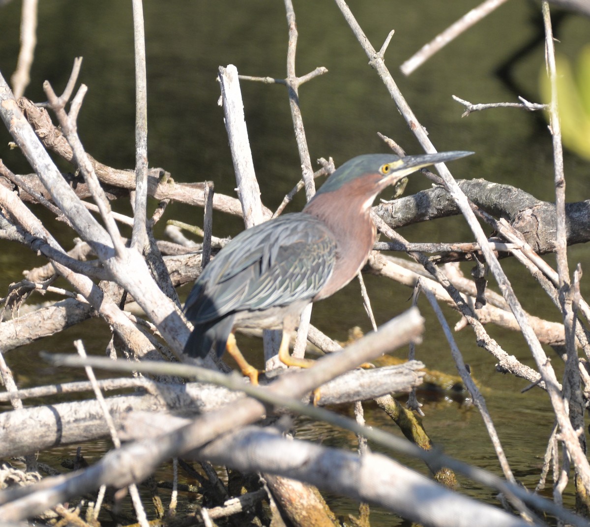 Green Heron - ML437675761