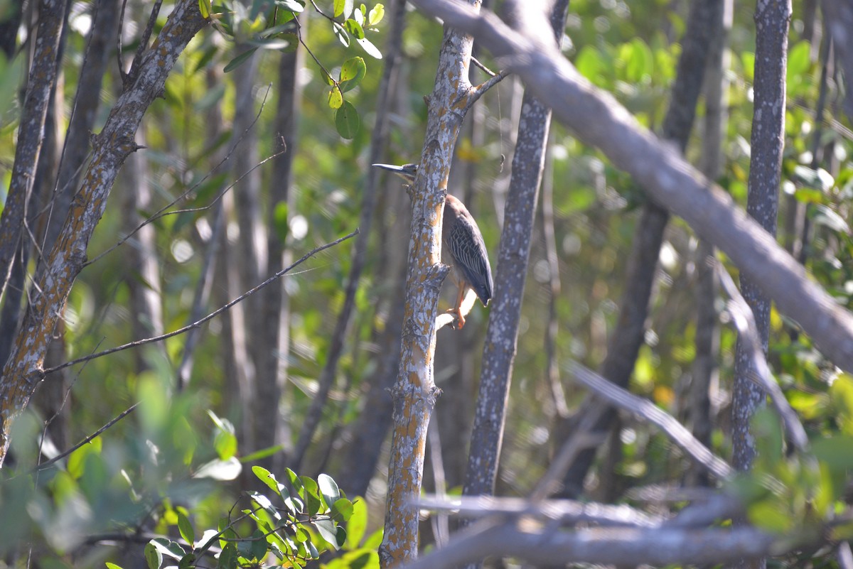 Green Heron - ML437675871