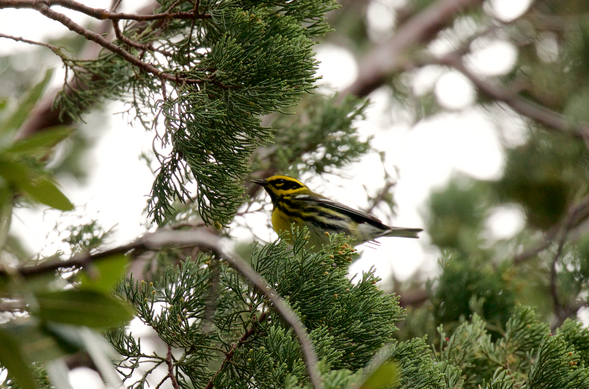 Townsend's Warbler - ML43767701