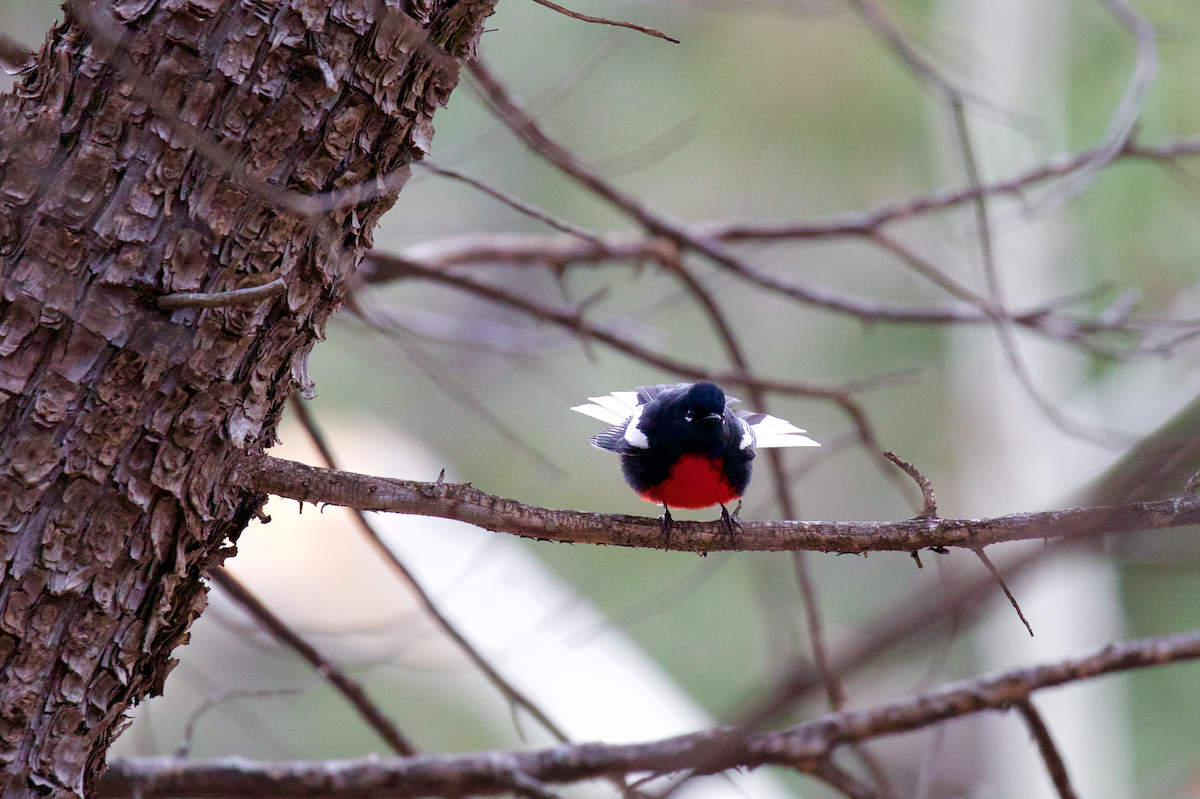 Painted Redstart - ML43767711