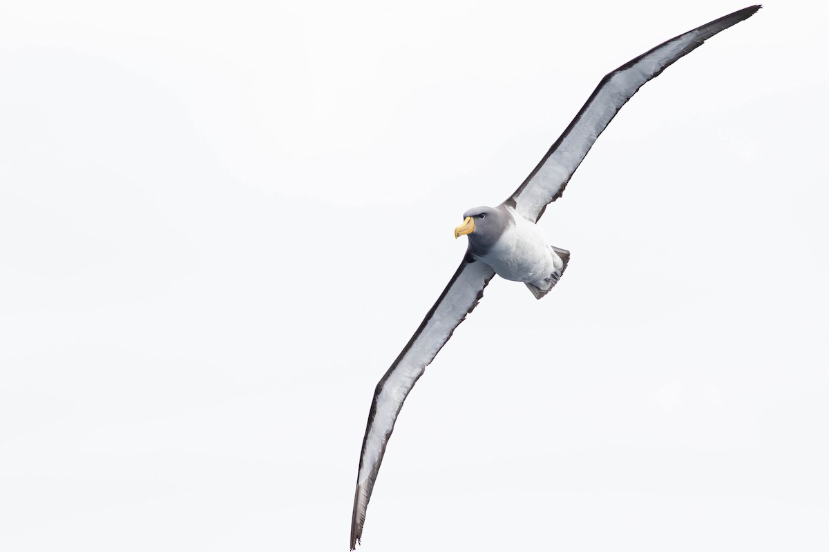 albatros chathamský - ML437677681