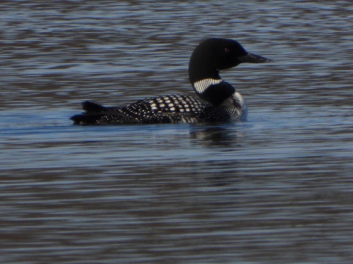 Common Loon - ML437677691