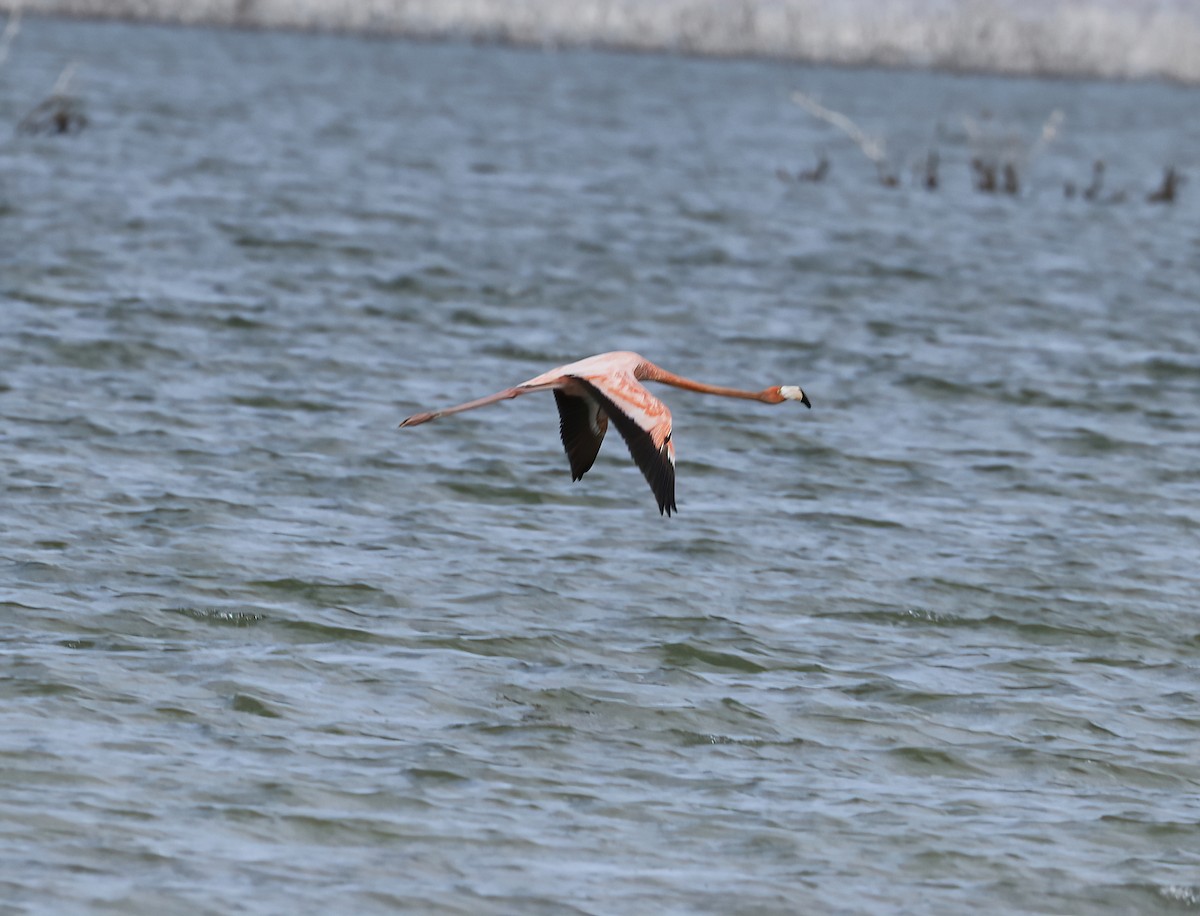 American Flamingo - ML437678341