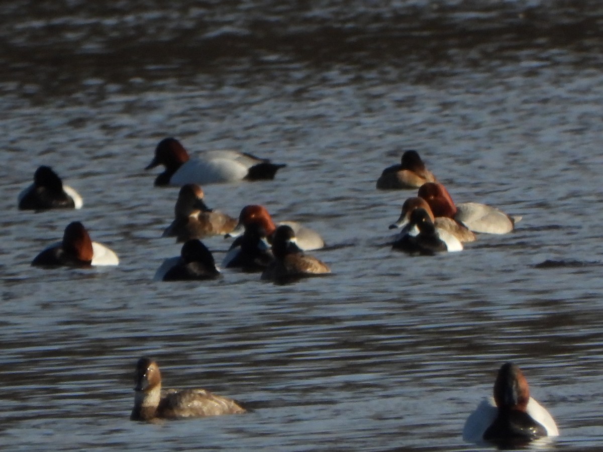 Canvasback - ML437678571