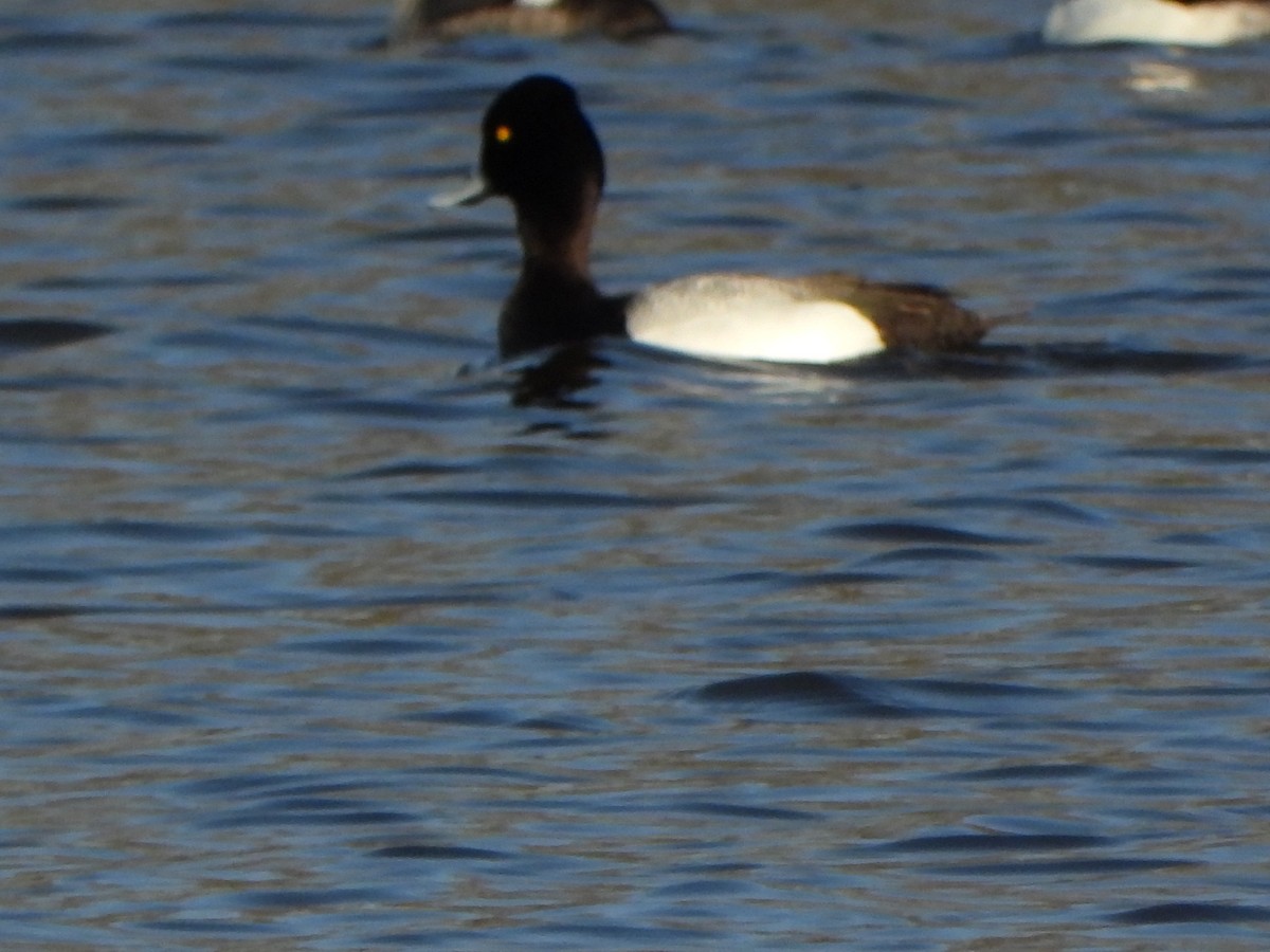 Lesser Scaup - Amy B