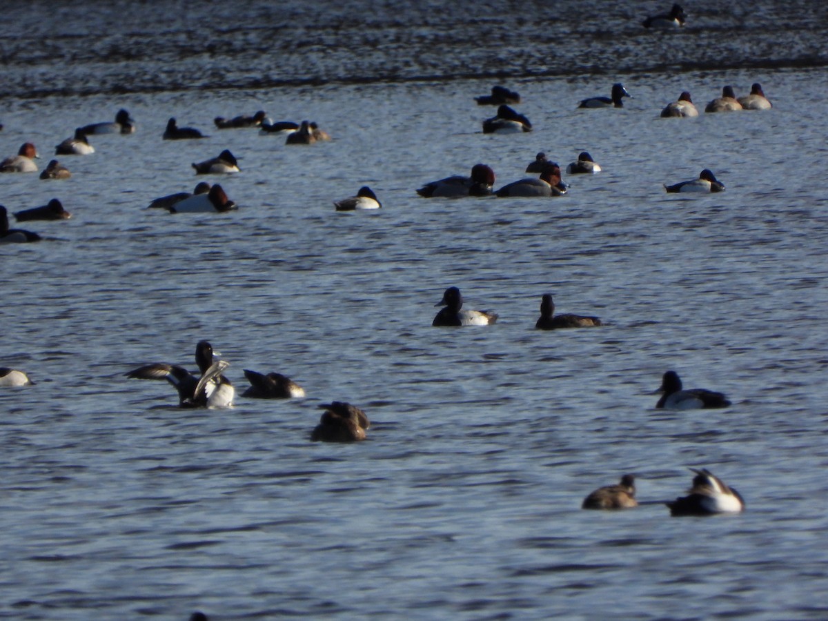 Lesser Scaup - ML437680621