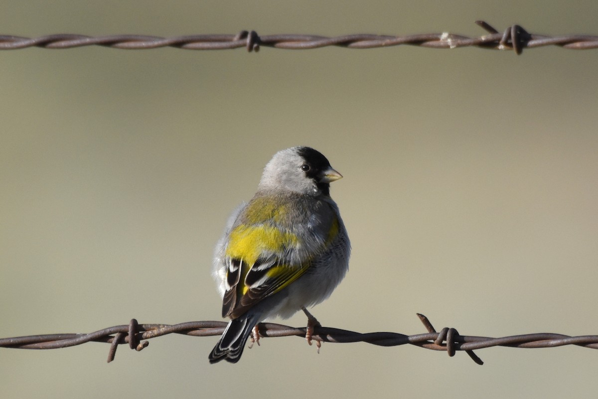 Lawrence's Goldfinch - ML437680731
