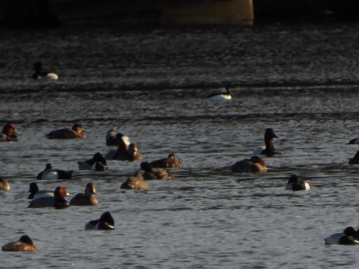 Bufflehead - ML437680921