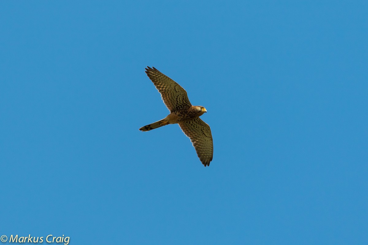 Spotted Kestrel - Markus Craig