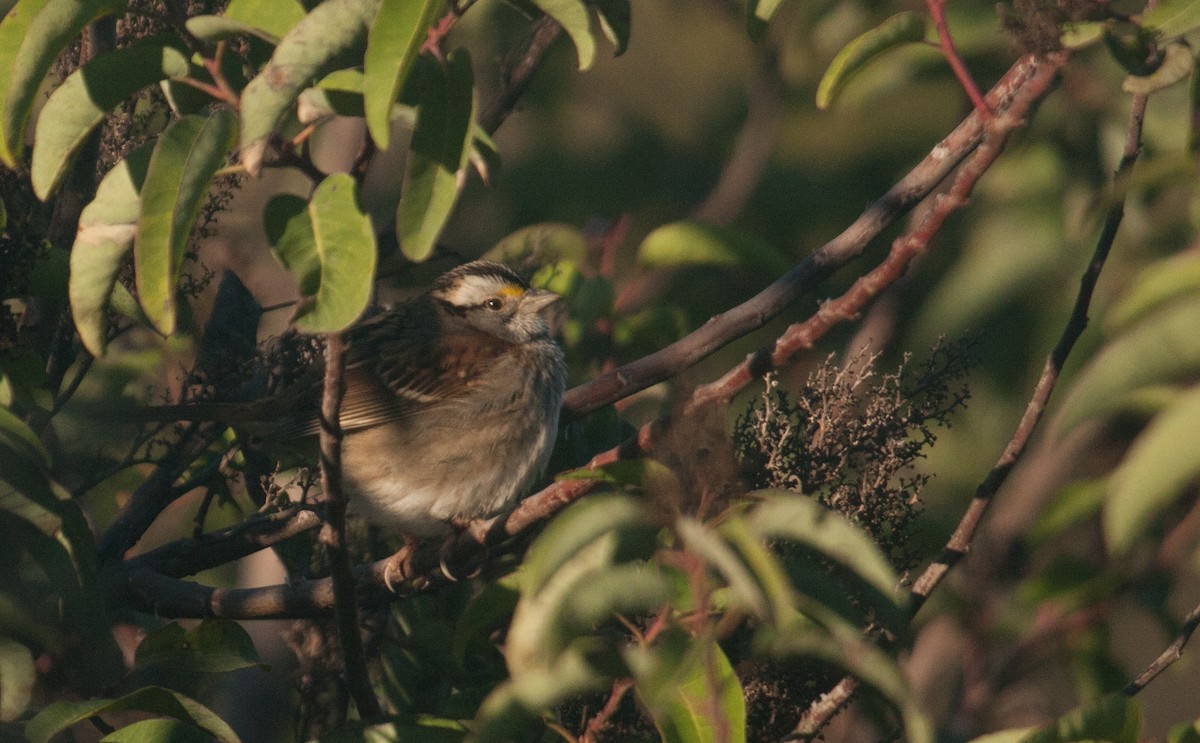 White-throated Sparrow - ML43768211