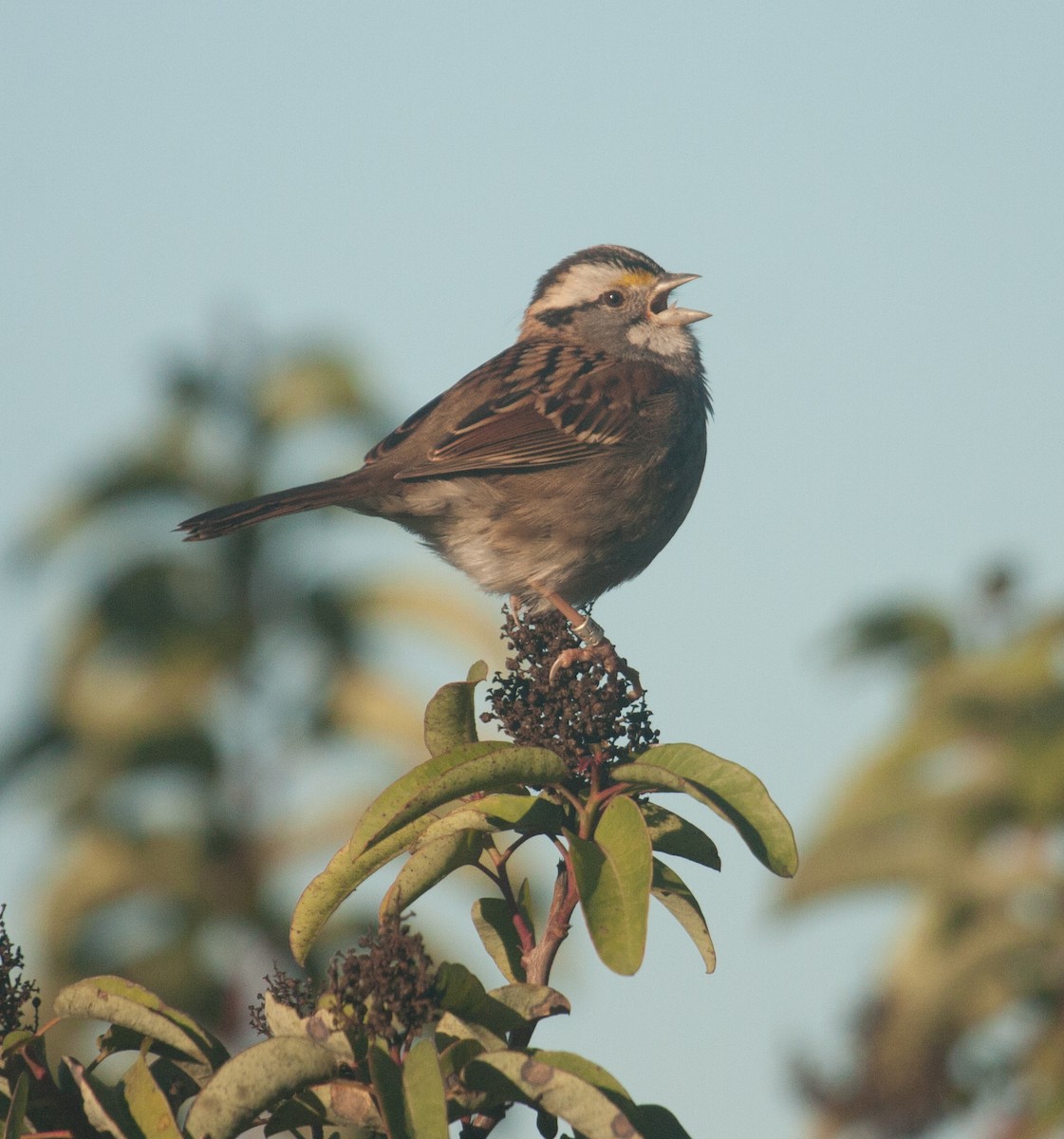 White-throated Sparrow - ML43768221