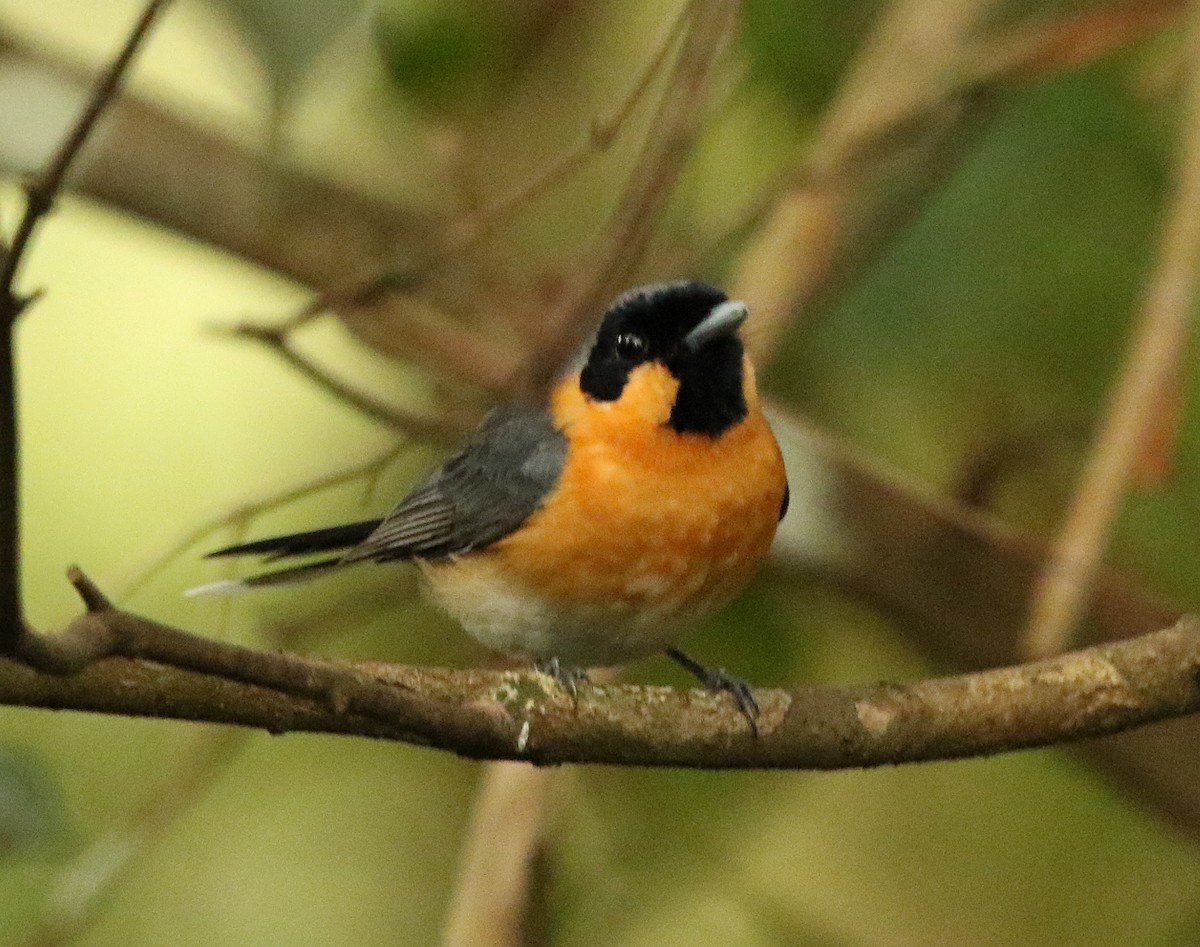Spectacled Monarch - ML43768291