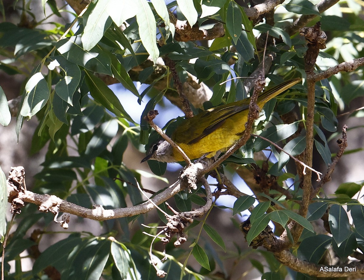 Purple-throated Cuckooshrike - ML437684901