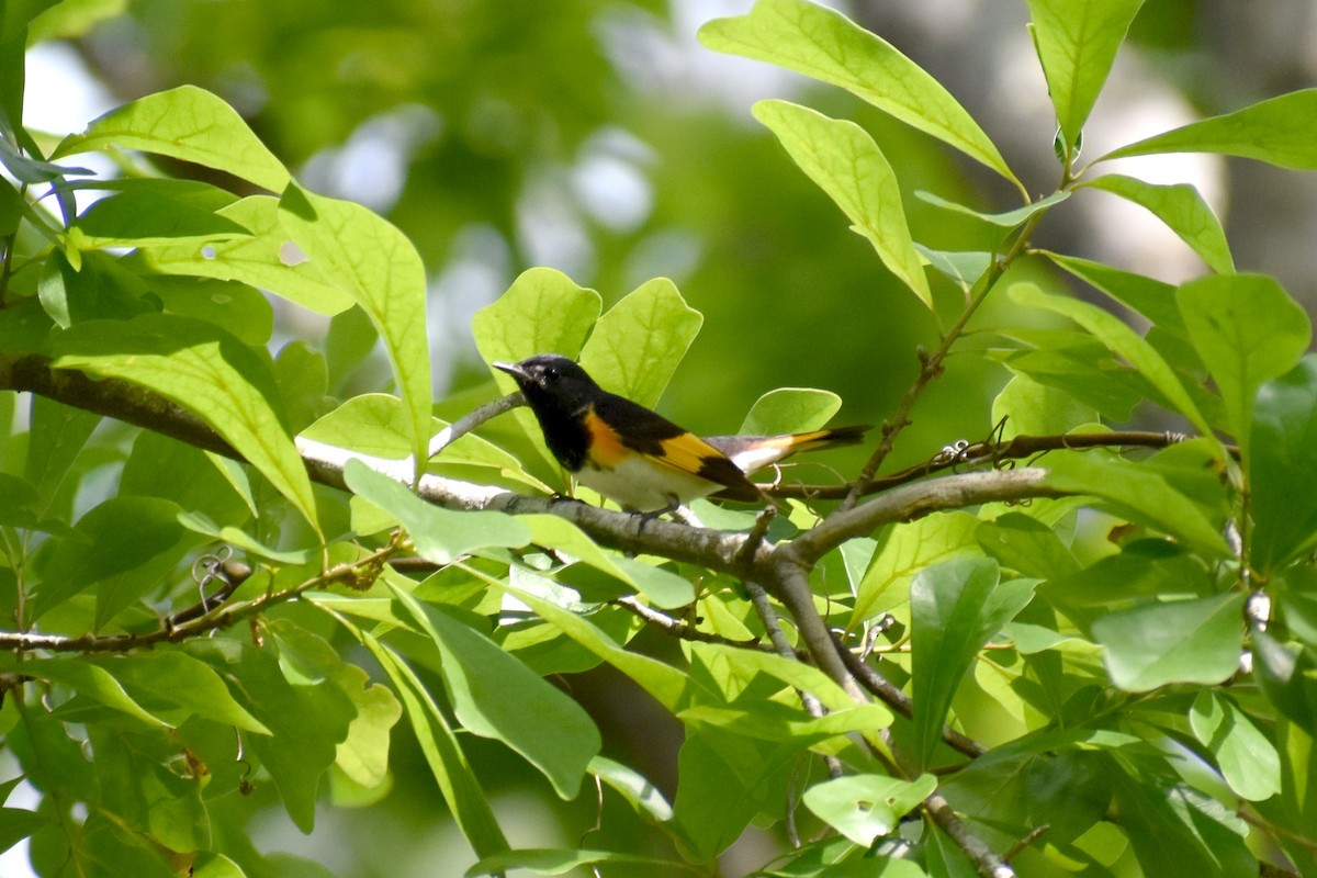 American Redstart - ML437685261