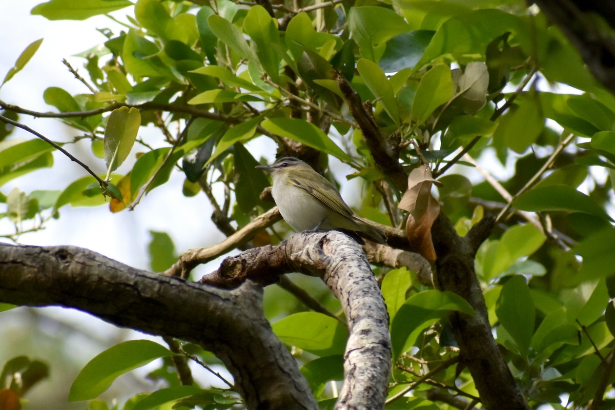 Kızıl Gözlü Vireo - ML437685371