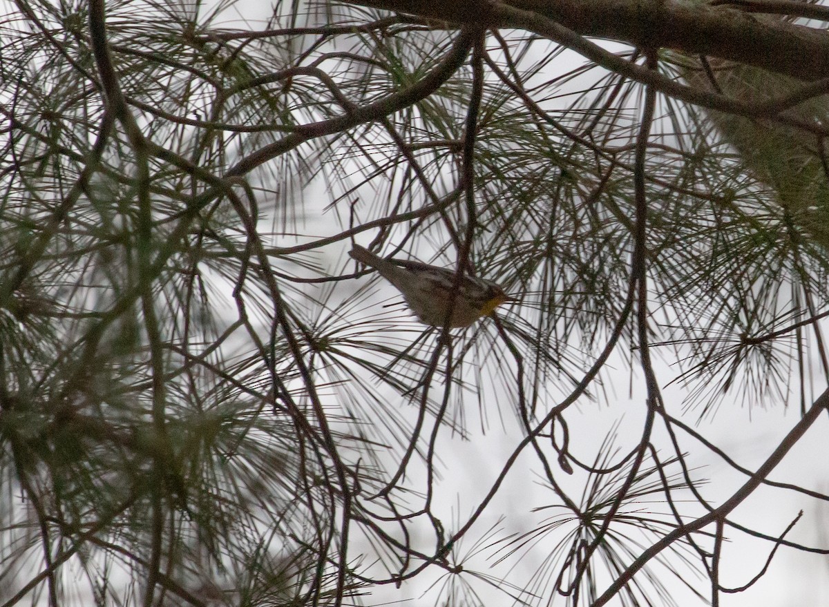 Yellow-throated Warbler - ML437685601