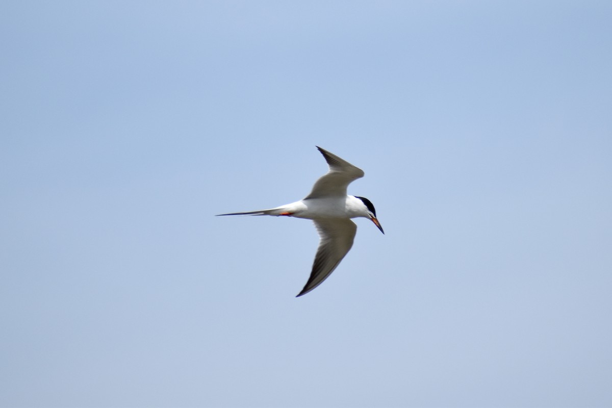 Forster's Tern - ML437685751