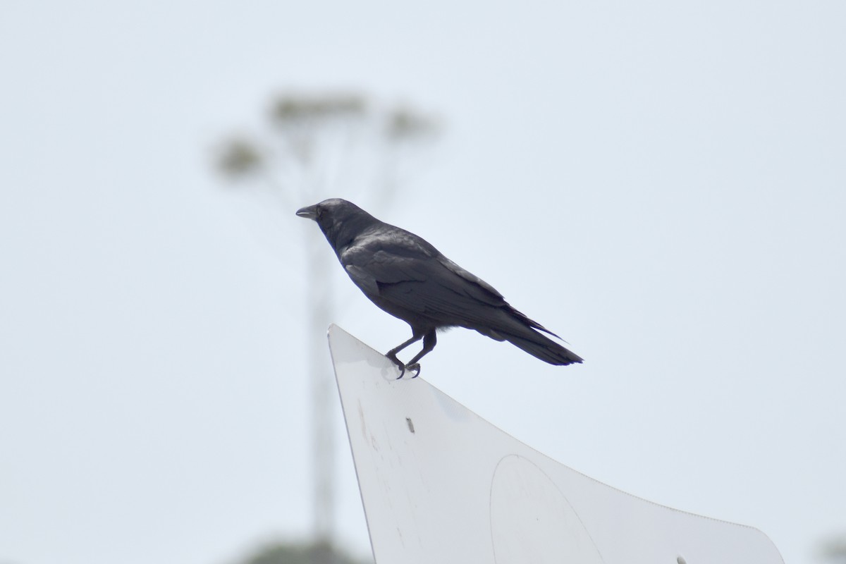 Fish Crow - ML437685881