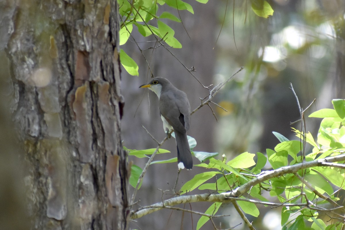 Yellow-billed Cuckoo - ML437686511