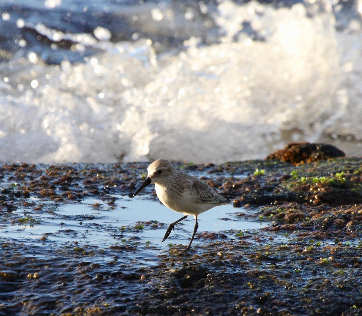 Western Sandpiper - ML43768691