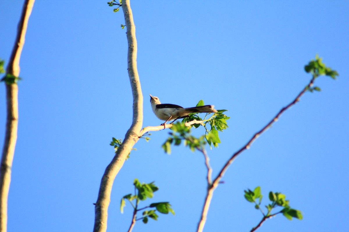 Tropical Mockingbird - ML437686911