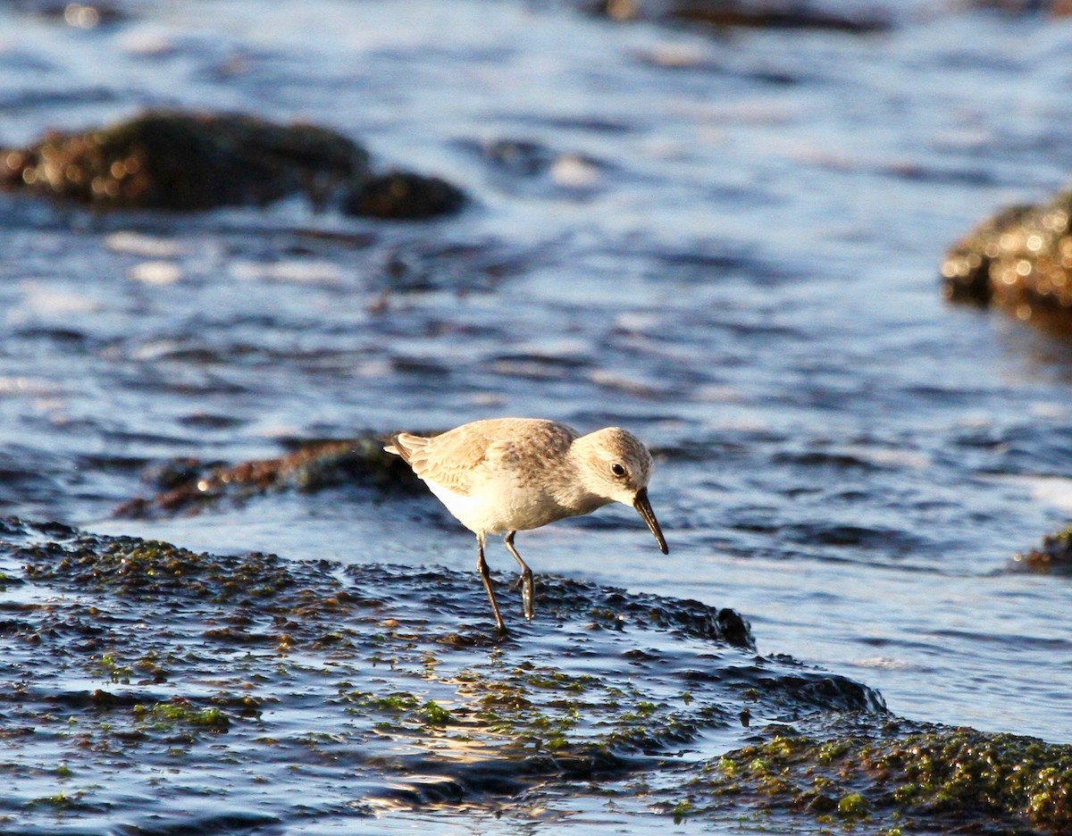 Western Sandpiper - ML43768711