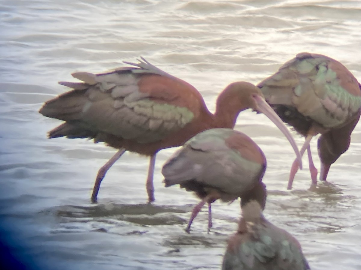 White-faced Ibis - ML437687201